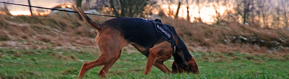 Abby bei der Arbeit Hund sucht